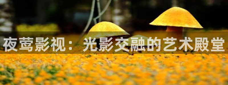 蜜桃精品影视：夜莺影视：光影交融的艺术殿堂